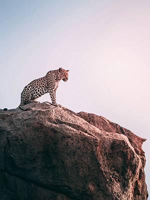 Africa